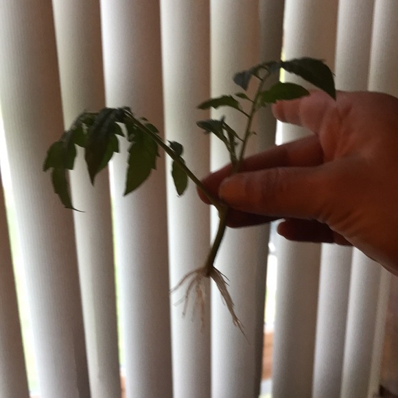 Heirloom tomato cutting - Picture 3 of 5